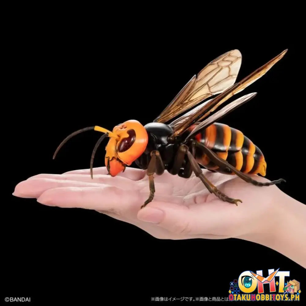 Bandai The Diversity Of Life On Earth Advanced Wasp Vol.2 Display Stand Set Trading Figure