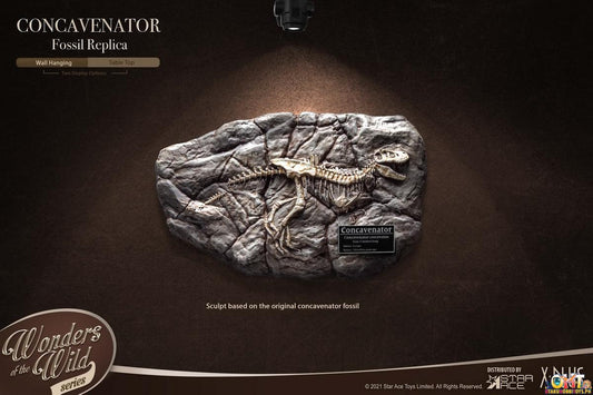 Star Ace Wonders of the Wild Series Concavenator Fossil Replica